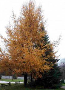 Larix laricina