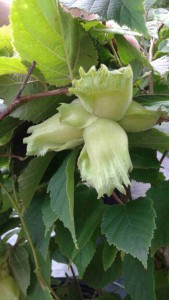 corylus americana