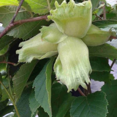 corylus americana