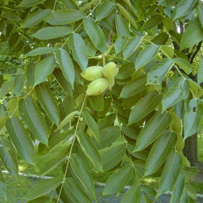 Juglans cinerea