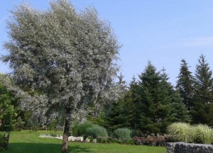 elaeagnus angustifolia