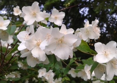 Philadelphus virginal Seringat virginal