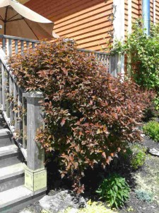 Physocapus coppertina