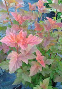 Physocarpus Amber Jubilee