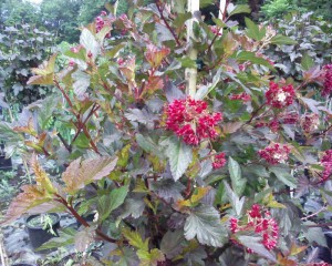 physocarpus diabolo