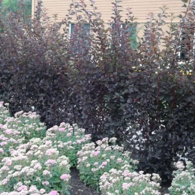 physocarpus diabolo