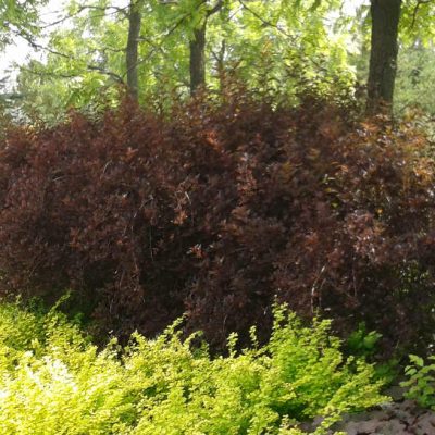 Physocarpus coppertina 2