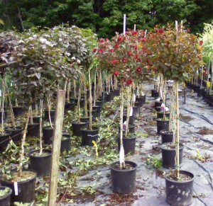 Physocarpus sur tige