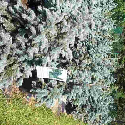Picea pungens