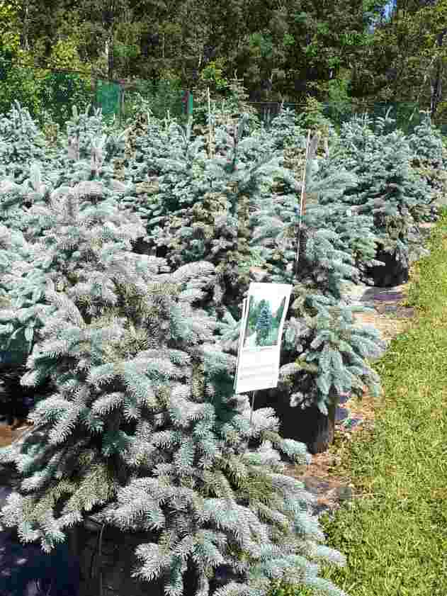 Picea pungens Picea pungens
