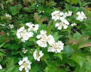 Viburnum trilobum