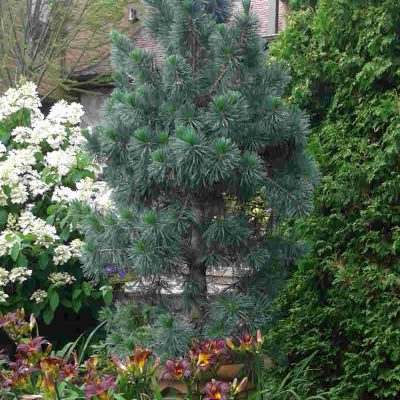 Pinus Vanderwolf