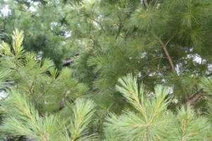 Pinus strobus