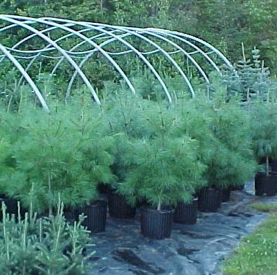 Pinus strobus