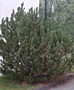 pinus mugho