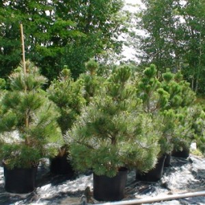 Pinus nigra autriaca
