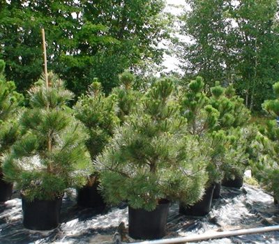 Pinus nigra autriaca