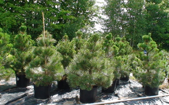 Pinus nigra autriaca