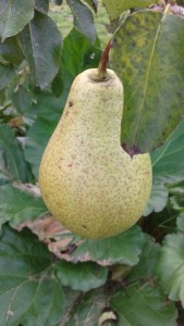 Pyrus Patten