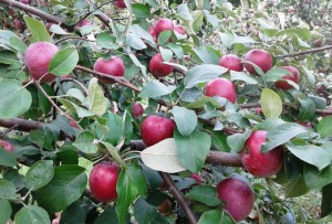 Malus Liberty