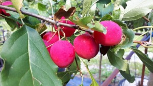 Malus Dolgo