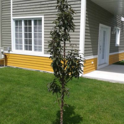 Malus Dreamweaver