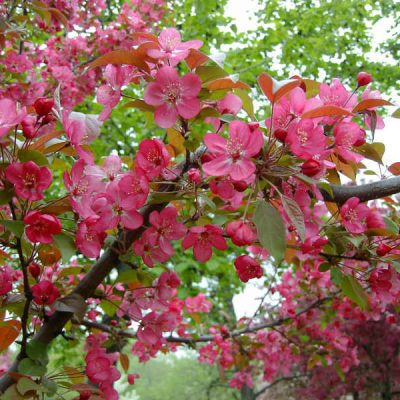 Malus Prairie Fire