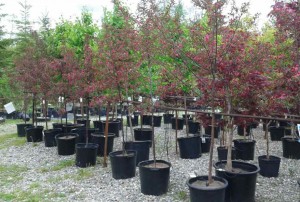 Malus Prairiefire 3