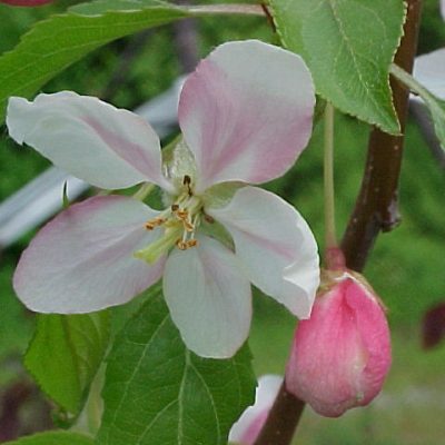 Malus Red Jade 2