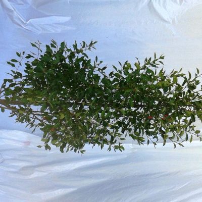 Malus Rinki
