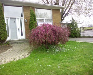 Malus Royal Beauty 2