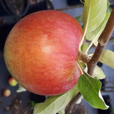 Malus Fireside