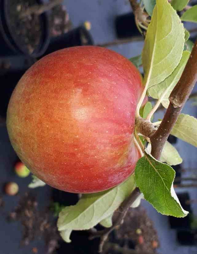 Malus Fireside