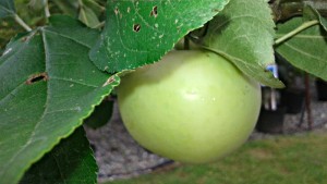 Malus jaune transparent