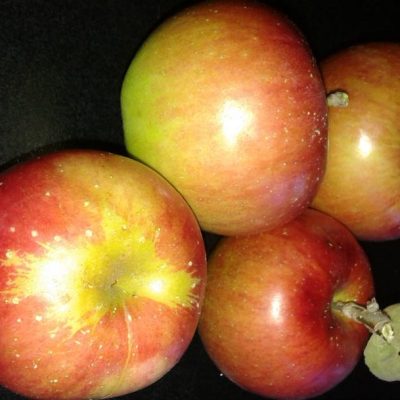Malus sweet sixteen