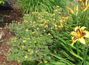 Potentilla fruticosa Gold Star