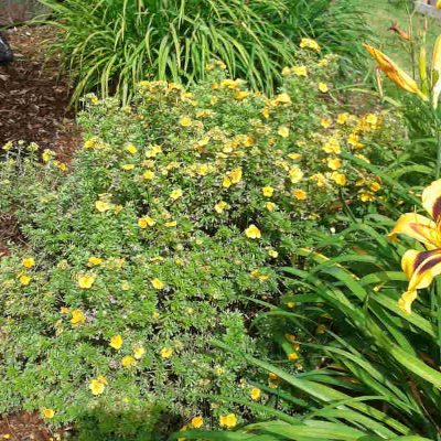 Potentilla fruticosa Gold Star