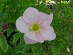 Potentilla Pink Beauty 2