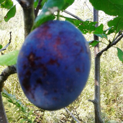 prunus domestica stanley