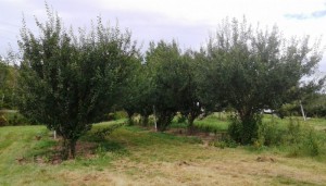 prunus domestica mont royal