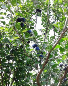 prunus domestica mont royal