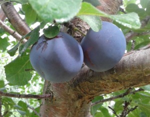 prunus domestica mont royal