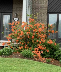 Azalea Mandarin 2