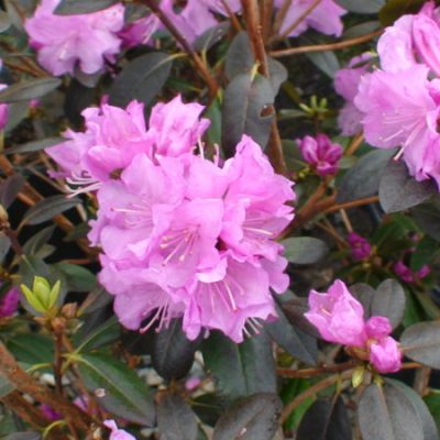 Rhododendron P.J.M.