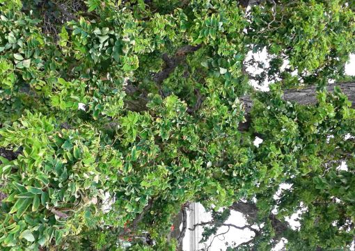 Robinia Twisty Baby