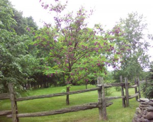 robinia pseudoacacia purple robe