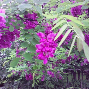 robinia pseudoacacia purple robe