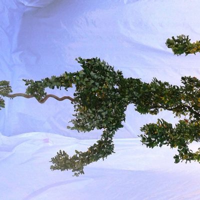 Robinia Twisty Baby