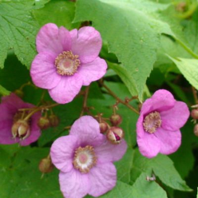 Rubus odoratus