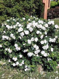 Rosier blanc double de Coubert